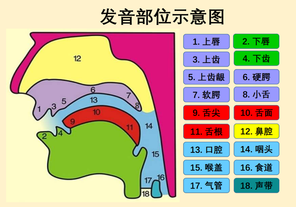 发音部位示意图，理解放声朗读的重要性